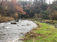 秩父フライフィールド 釣果
