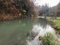 秩父フライフィールド 釣果