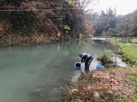 秩父フライフィールド 釣果