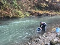 秩父フライフィールド 釣果