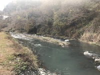 秩父フライフィールド 釣果