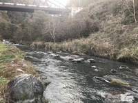 秩父フライフィールド 釣果