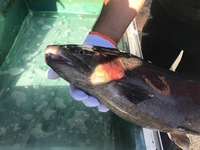 秩父フライフィールド 釣果