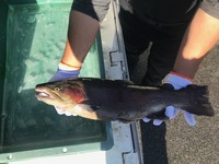 秩父フライフィールド 釣果