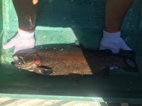 秩父フライフィールド 釣果