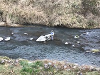 秩父フライフィールド 釣果