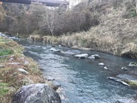 秩父フライフィールド 釣果