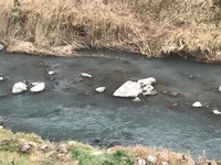 秩父フライフィールド 釣果