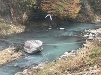 秩父フライフィールド 釣果