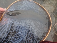 秩父フライフィールド 釣果