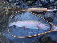 秩父フライフィールド 釣果