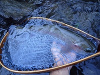 秩父フライフィールド 釣果