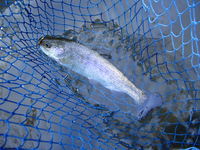 秩父フライフィールド 釣果