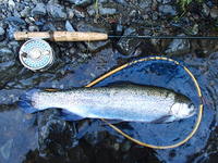 秩父フライフィールド 釣果