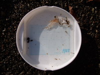 秩父フライフィールド 釣果