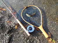 秩父フライフィールド 釣果