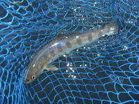 秩父フライフィールド 釣果