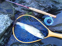 秩父フライフィールド 釣果