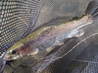 秩父フライフィールド 釣果