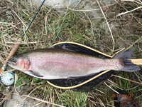 秩父フライフィールド 釣果