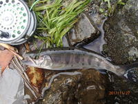 秩父フライフィールド 釣果