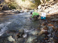 秩父フライフィールド 釣果