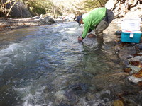秩父フライフィールド 釣果