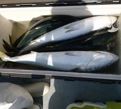 かねい丸 釣果