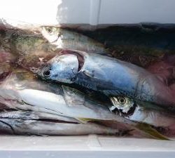 はじめ丸 釣果