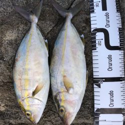 ショアジギングレポート　土佐清水の地磯でメジカ(ソウダガツオ)とネイリ(カンパチ)がHIT！【ルミカ エクストラーダ メタルジャッカー】