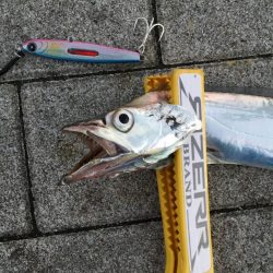 メタルジグの飛距離と発光体のアピール力がタチウオに有効！【ルミカ エクストラーダ メタルジャッカーショアジギングレポート】