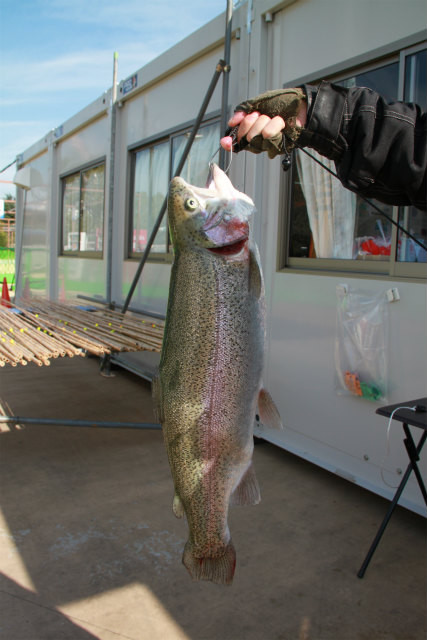としまえんフィッシングエリア 釣果