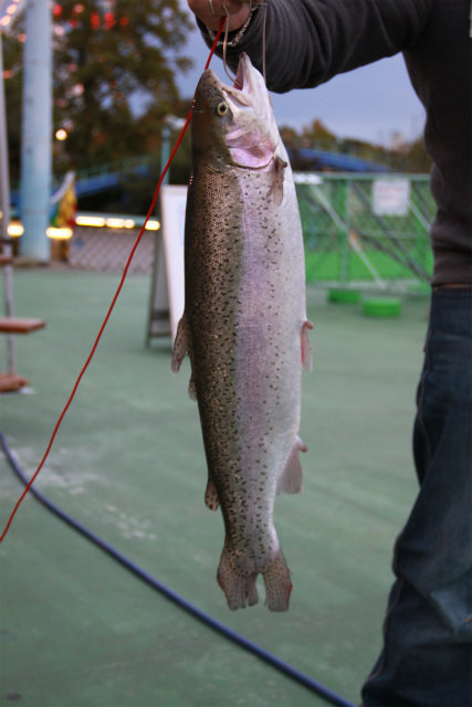 としまえんフィッシングエリア 釣果