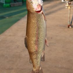 としまえんフィッシングエリア 釣果