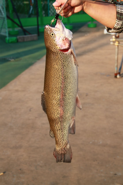 としまえんフィッシングエリア 釣果