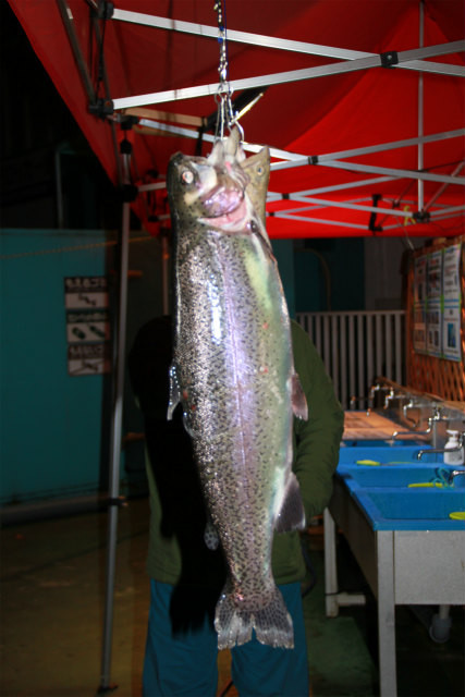 としまえんフィッシングエリア 釣果