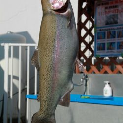 としまえんフィッシングエリア 釣果