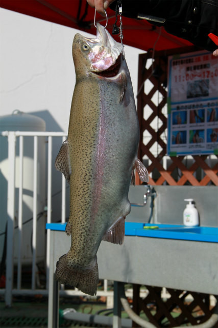としまえんフィッシングエリア 釣果