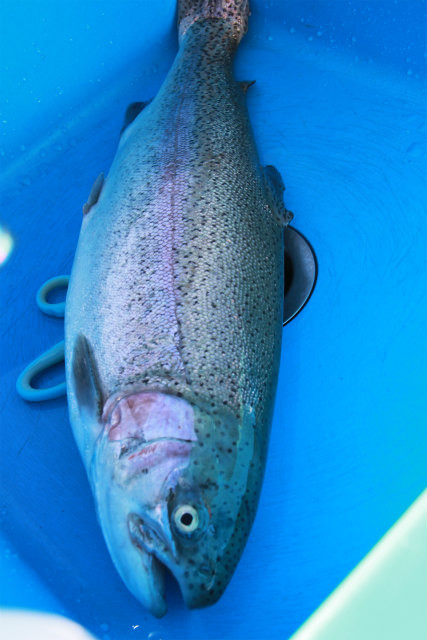 としまえんフィッシングエリア 釣果