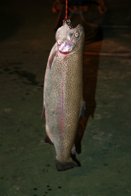としまえんフィッシングエリア 釣果