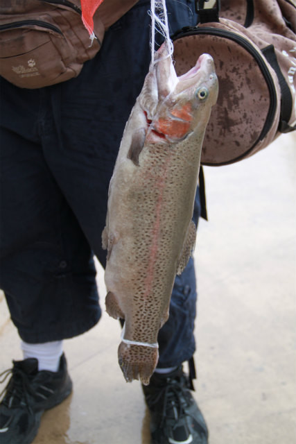 としまえんフィッシングエリア 釣果