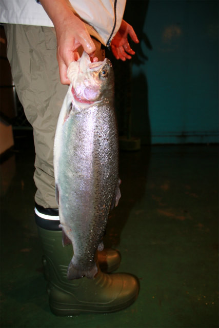 としまえんフィッシングエリア 釣果