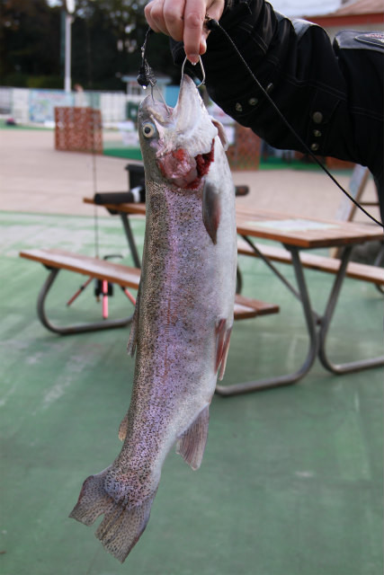 としまえんフィッシングエリア 釣果