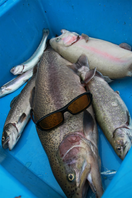 としまえんフィッシングエリア 釣果