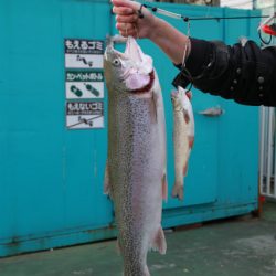 としまえんフィッシングエリア 釣果