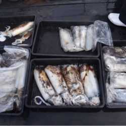 渡船屋たにぐち 釣果