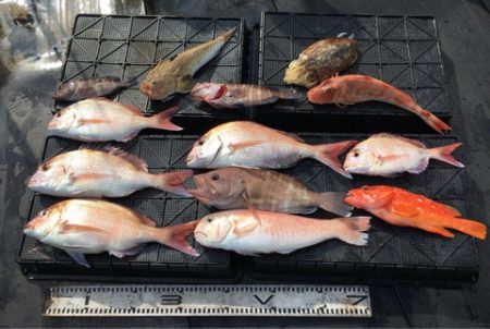 渡船屋たにぐち 釣果