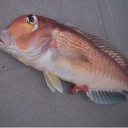 渡船屋たにぐち 釣果