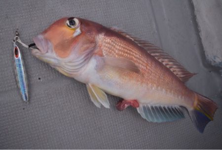 渡船屋たにぐち 釣果