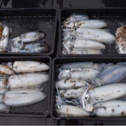 渡船屋たにぐち 釣果